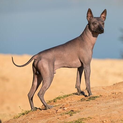 Mexican dog no hair shops